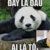 Bạn đã biết về đây là đâu tôi là ai meme cực hài hước chưa