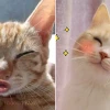 Bộ sưu tập meme mèo nháy mắt cực hài hước và bá đạo