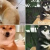 Thử thách đoán meme đoán xem cực lầy lội cho dân chơi