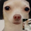 Tổng hợp meme ảnh chó hài khiến bạn cười nghiêng ngả