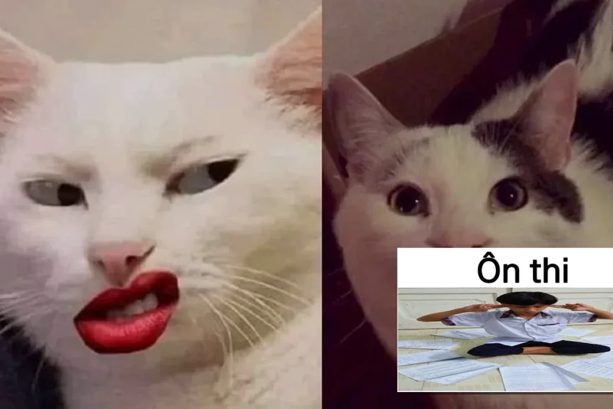 Kì thị meme trào lưu hay chiêu trò câu tương tác