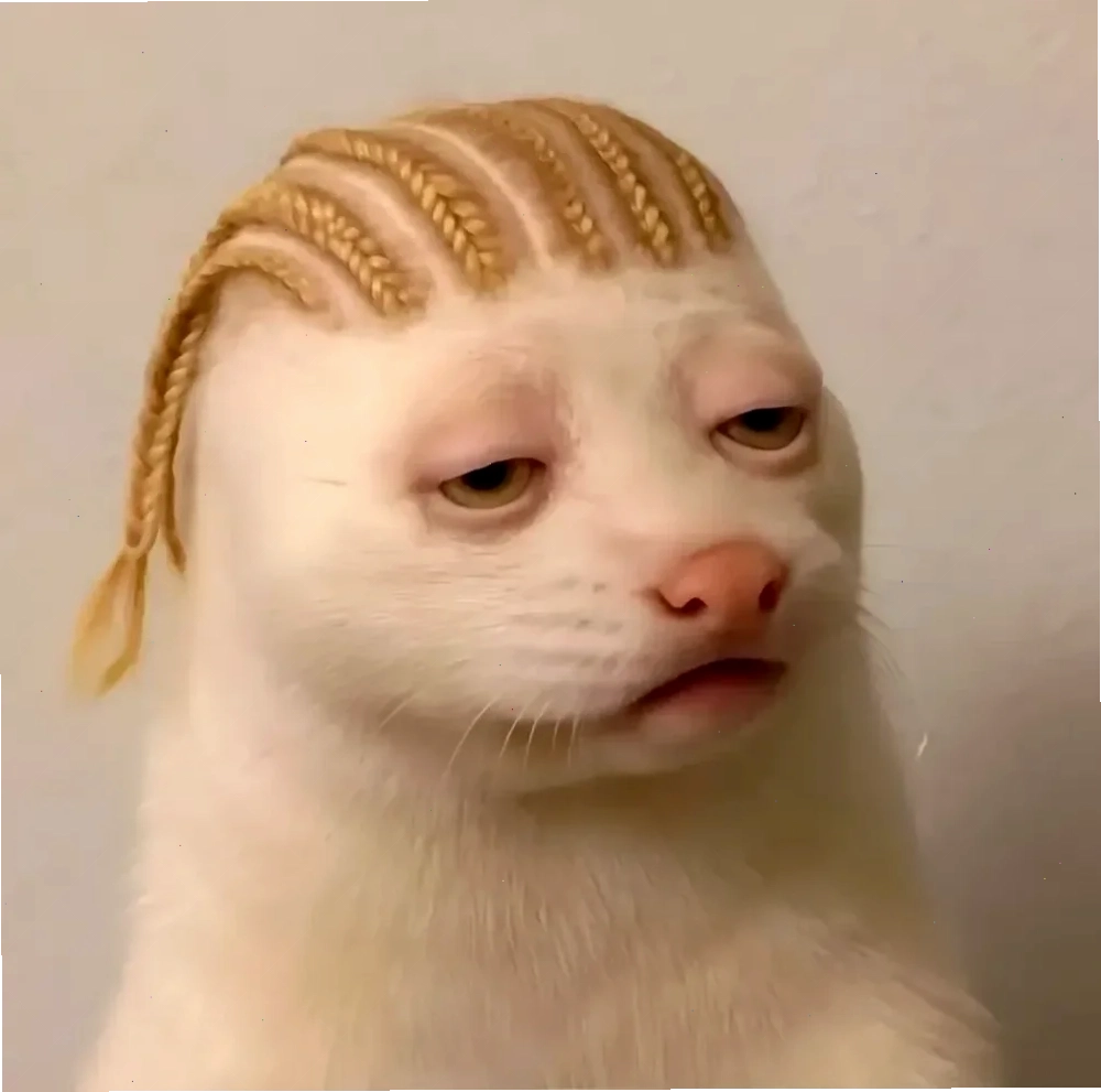 aảnh meme chó đi ngủ