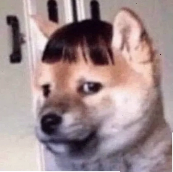 aảnh meme gấu trúc