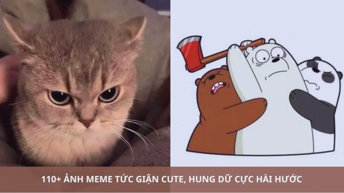 aảnh meme mèo cười