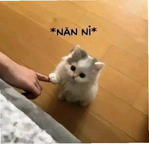 Anh da đen quỳ lạy cầu xin meme