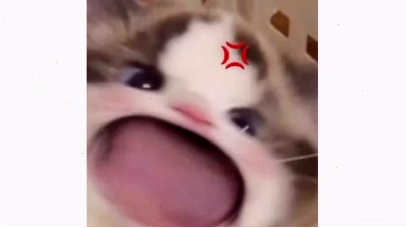 ảnh đại diện meme