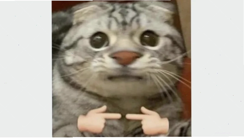 ảnh đại diện meme
