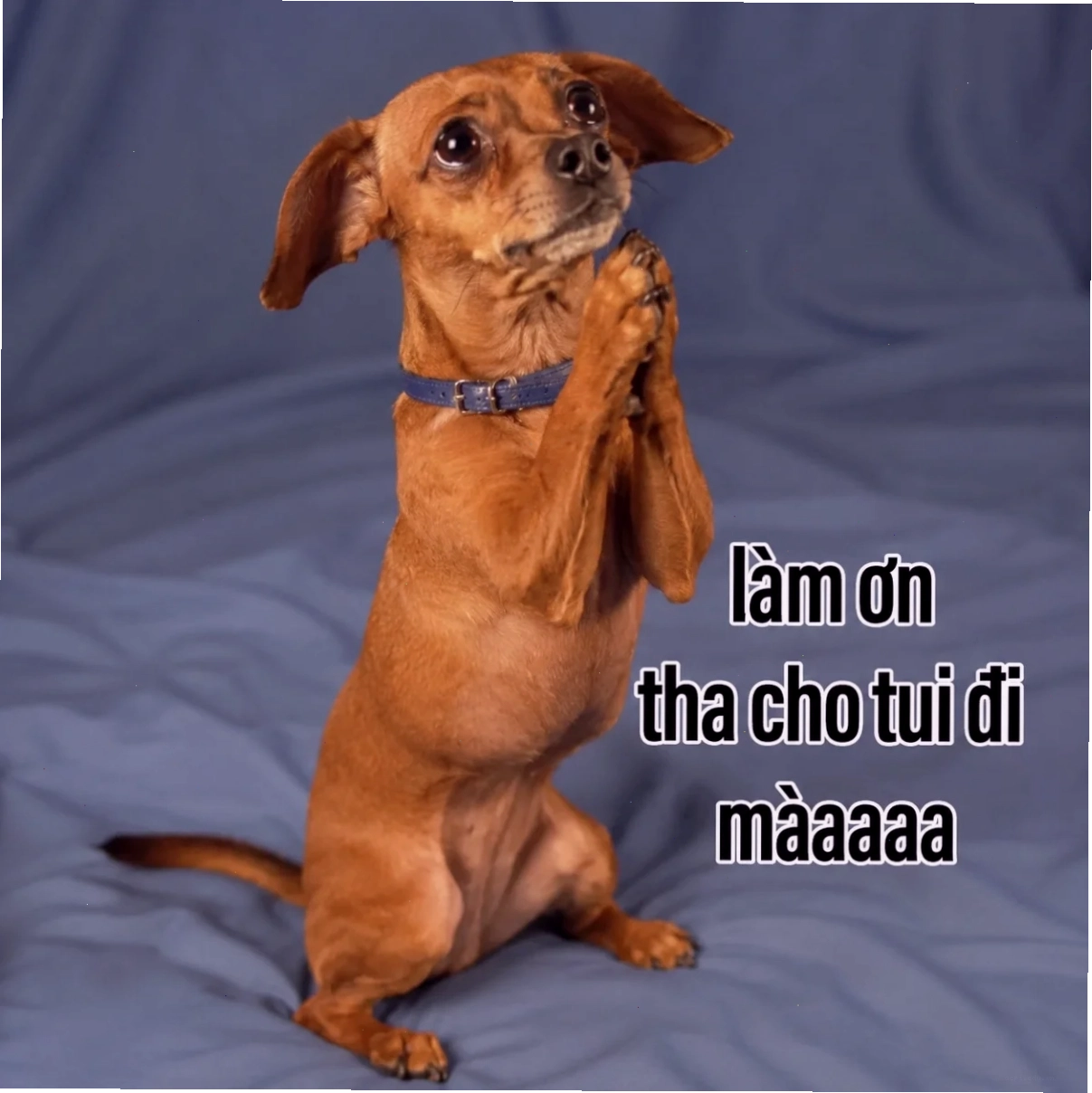 Ảnh hài hước cầu xin meme