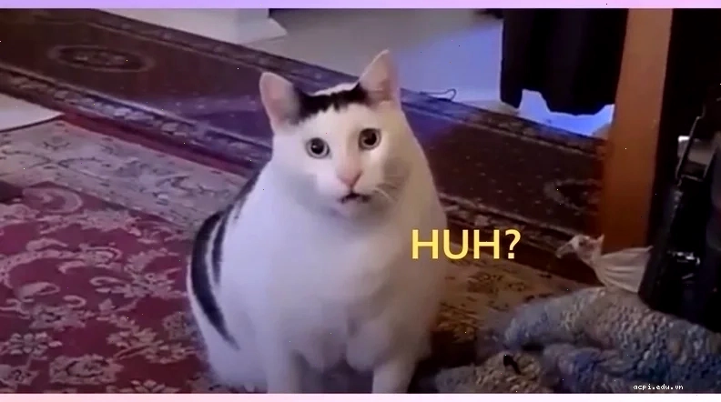Ảnh kho meme miễn phí