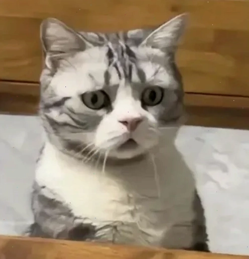 ảnh meme bối rối khuôn mặt méo xệch