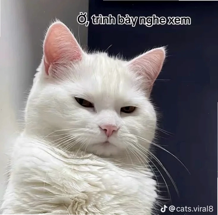 ảnh meme cat biểu cảm bựa