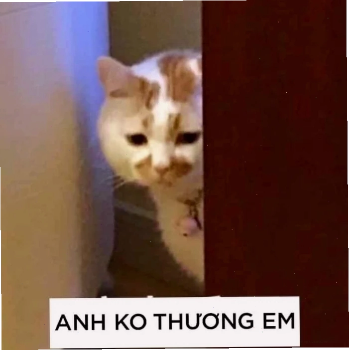 ảnh meme cat buồn