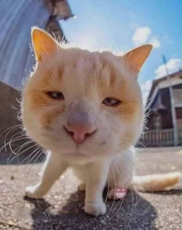 ảnh meme cat cười che miệng