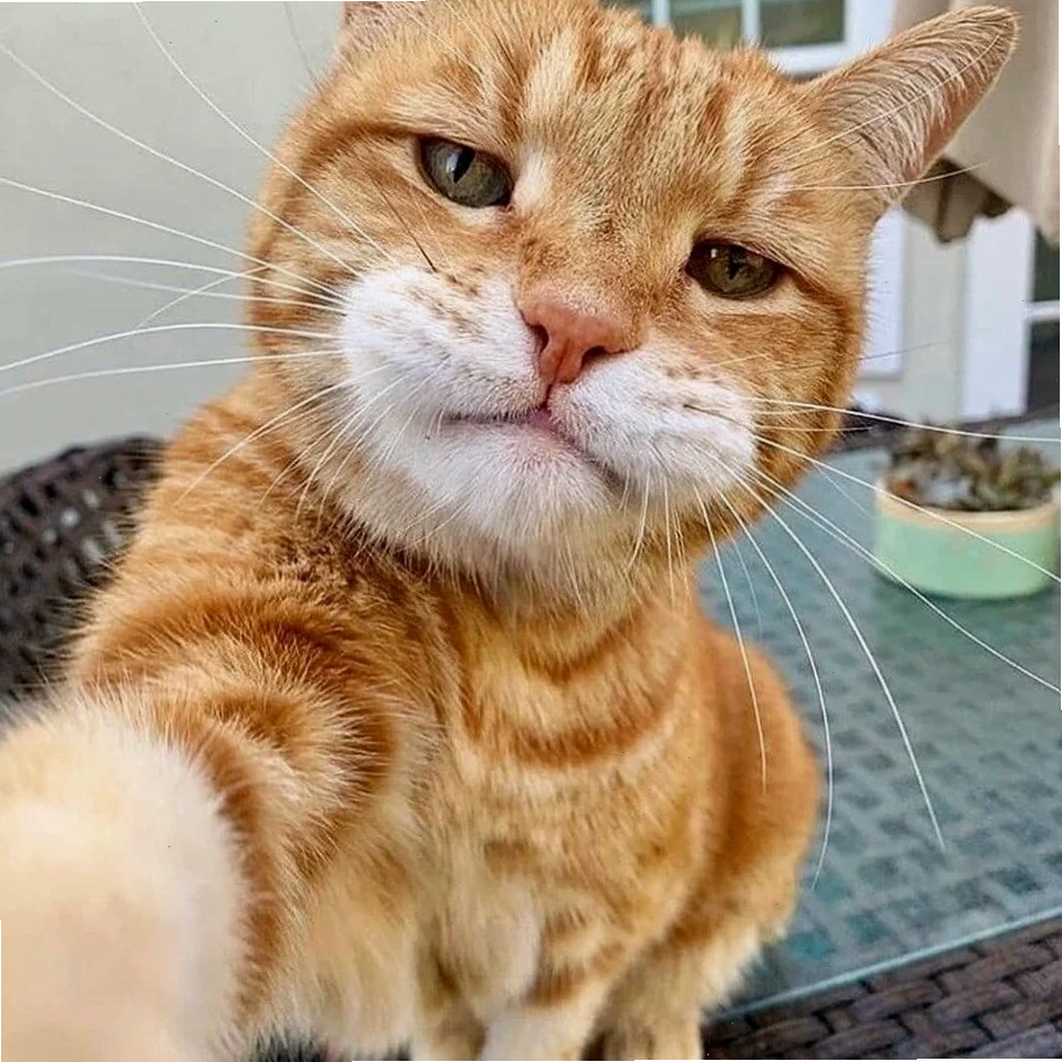 ảnh meme cat cười giả trân