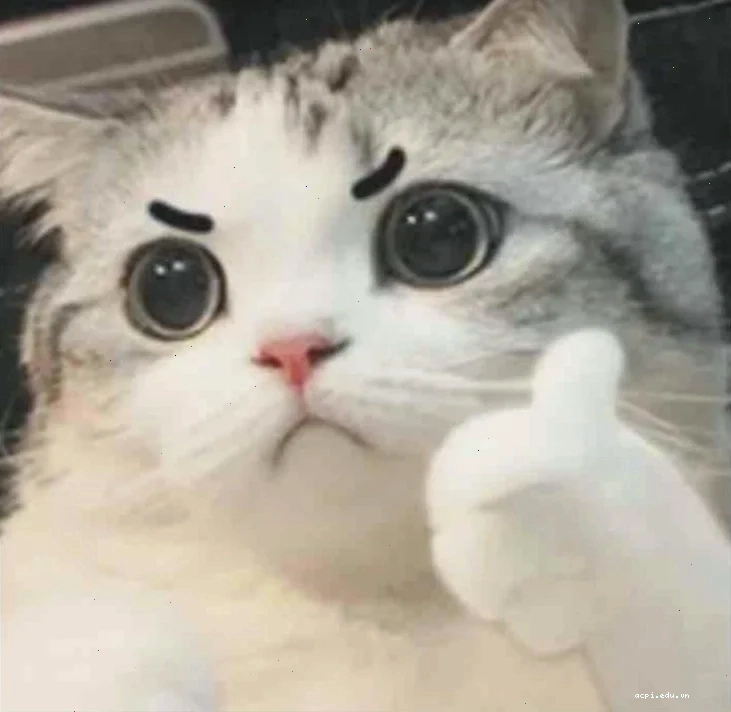 ảnh meme cat đang cười chỉ tay