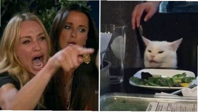 ảnh meme cat đáng yêu