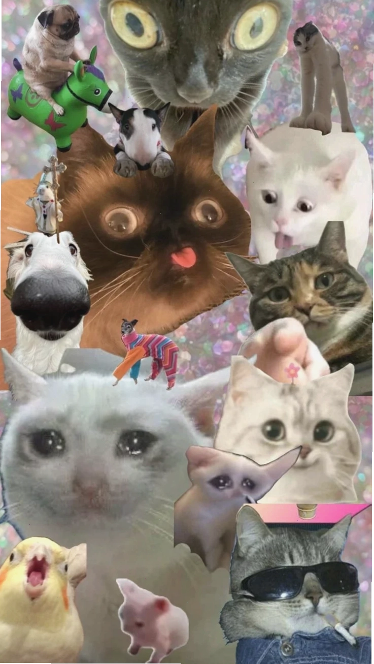 ảnh meme cat đáng yêu