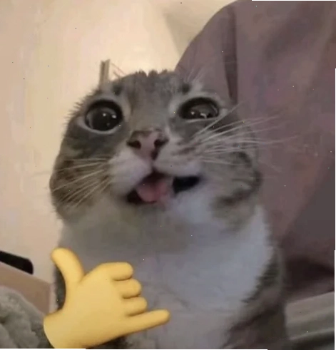 ảnh meme cat dễ thương