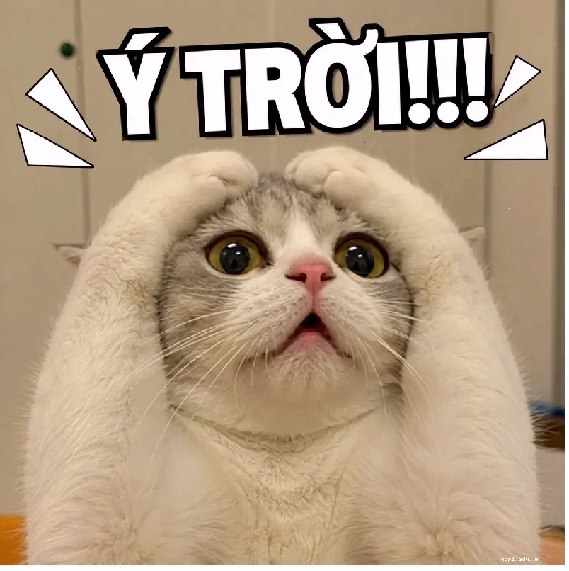 ảnh meme cat đòi phát biểu