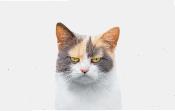ảnh meme cat động viên