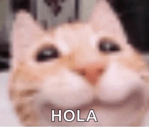 ảnh meme cat giận dỗi