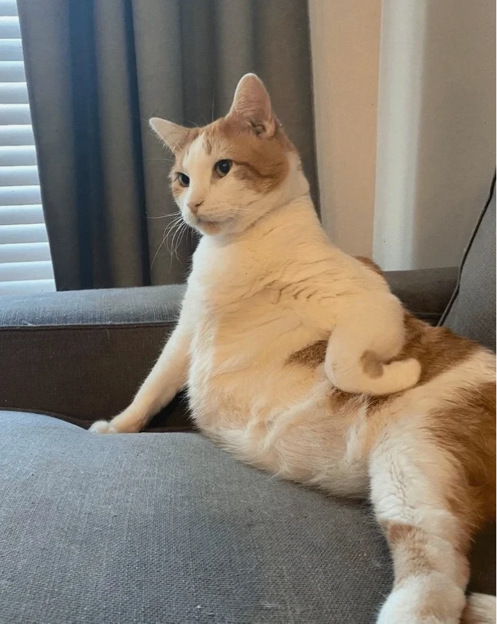 ảnh meme cat ngạc nhiên