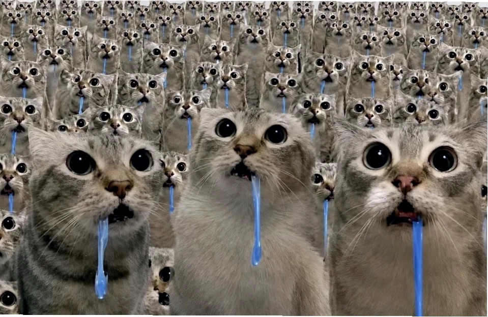 ảnh meme cat ỏ