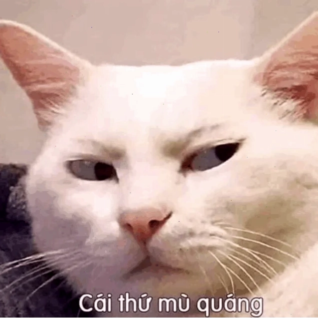 ảnh meme cat quá chén