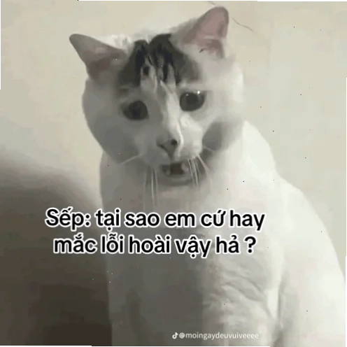 ảnh meme cat thư giãn
