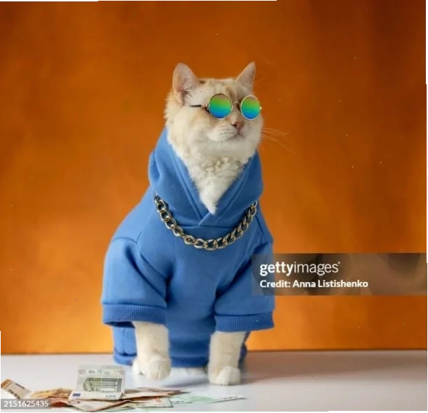 ảnh meme cat tình yêu