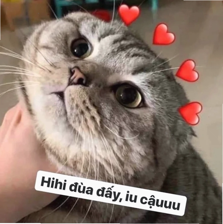 ảnh meme cat xin lỗi