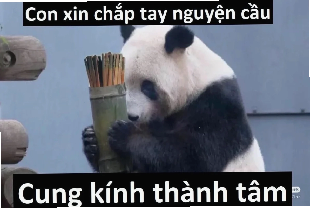Ảnh meme cầu xin cute