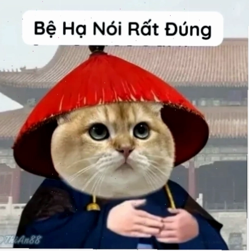 Ảnh meme dập đầu