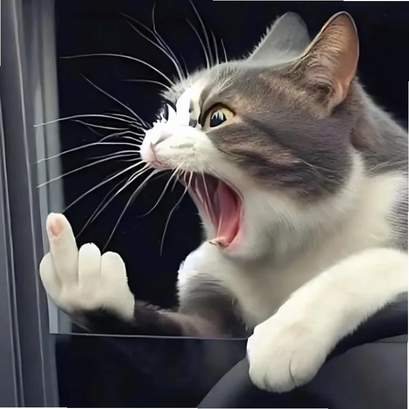 ảnh meme mèo cười đểu