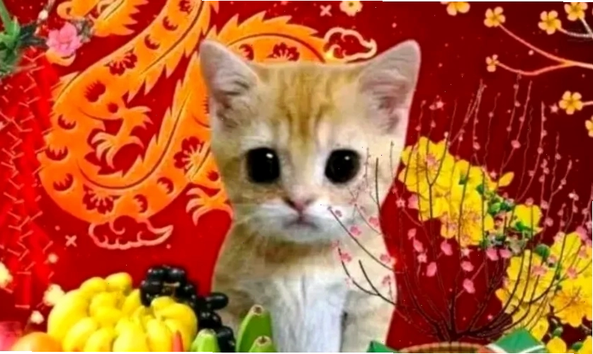 ảnh meme mèo tết