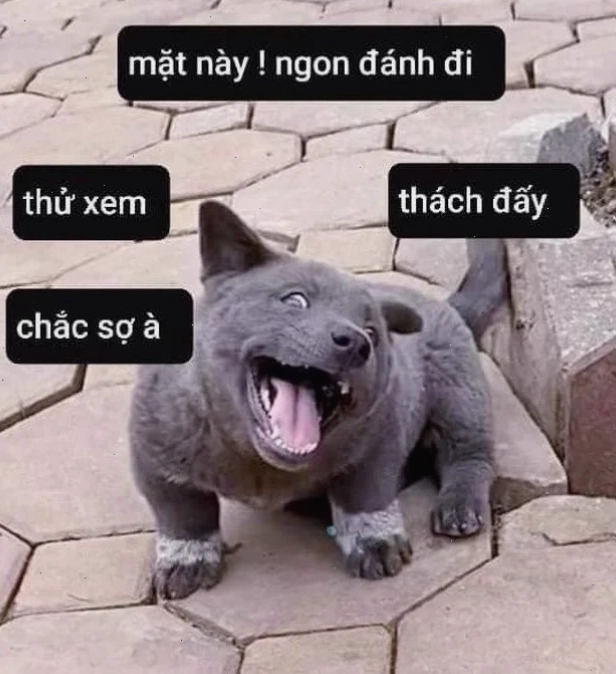 Ảnh meme vui