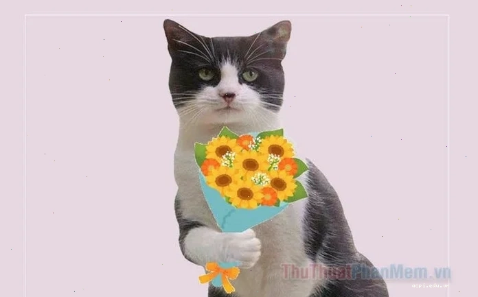 ảnh mèo đáng yêu meme đang chạy