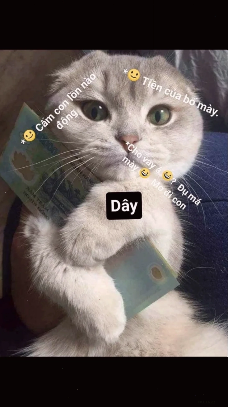 ảnh mèo đáng yêu meme khi thấy chủ