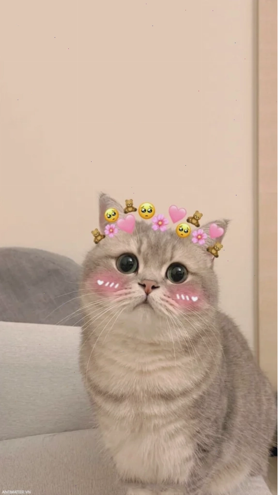 ảnh mèo đáng yêu meme siêu hot