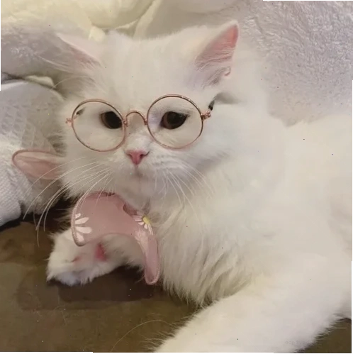 ảnh mèo đáng yêu meme vui nhộn