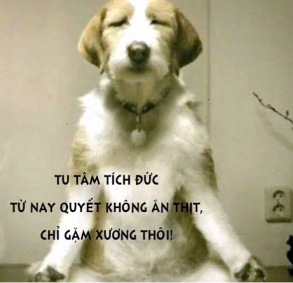 ảnh ngồi thiền meme ngầu
