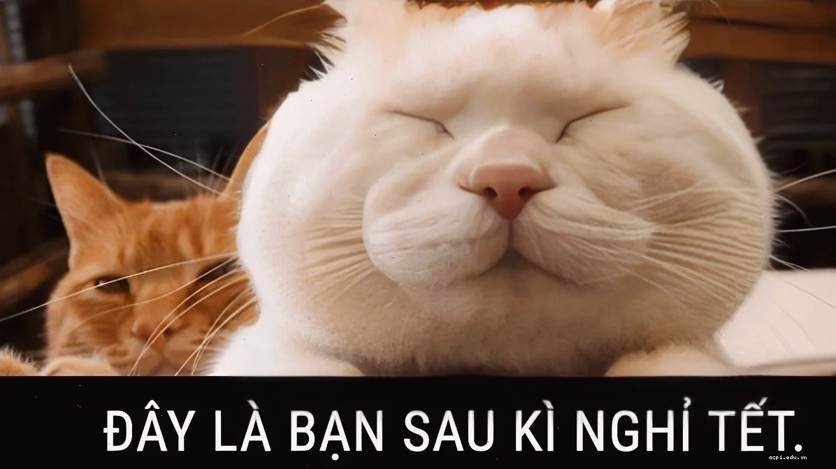 Ảnh tết hài tet meme