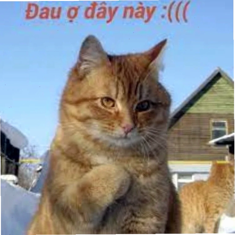 Ảnh vui nhộn về nỗi đau
