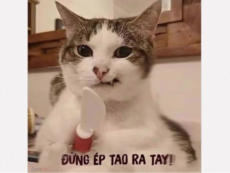 anhr meme chó
