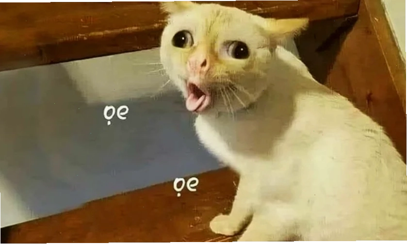 anhr meme chó ngáo