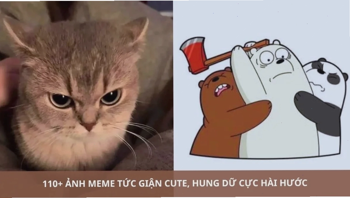 anhr meme gấu trúc