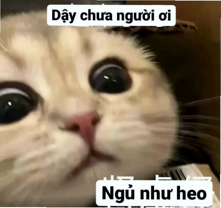 anhr meme gấu trúc