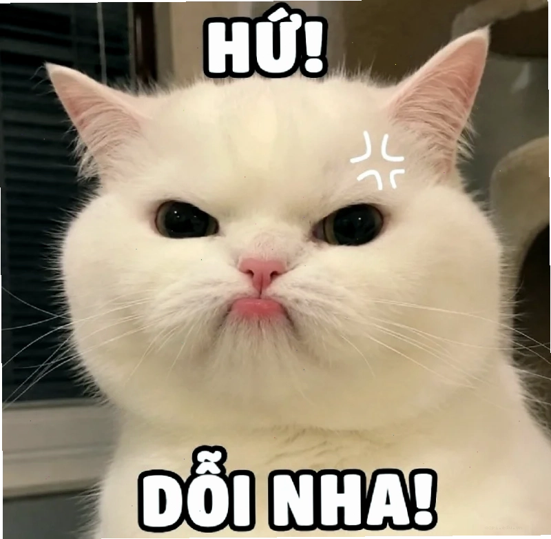 anhr meme gấu trúc