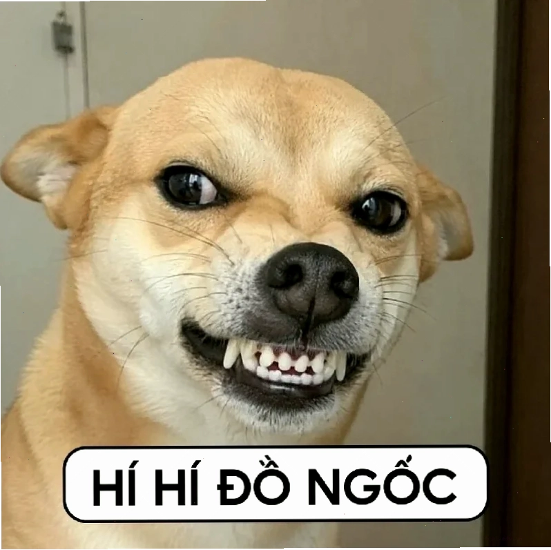 anhr meme mèo hoang mang