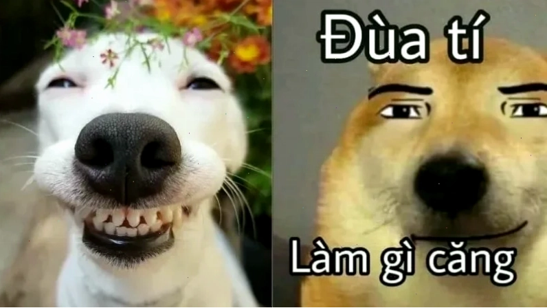 anhr meme mèo lầy